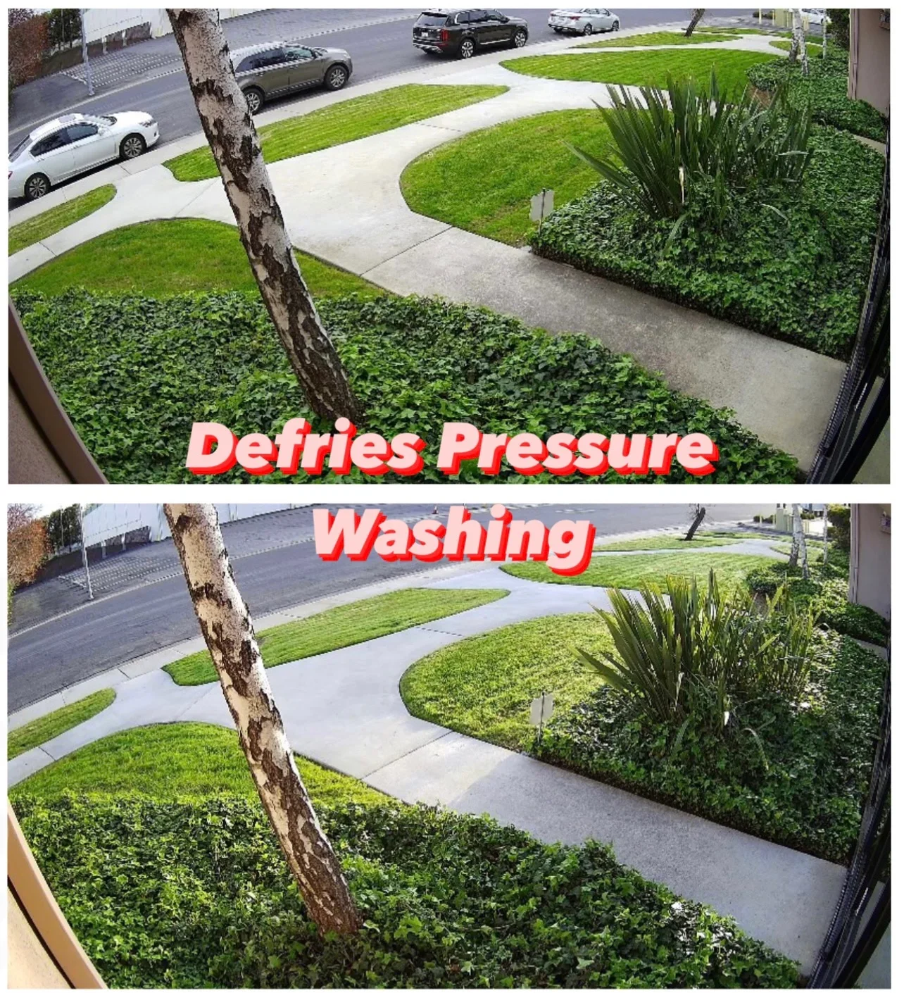 Before and after pressure washing of a concrete walkway beside a lawn, ivy ground cover, and ornamental plants