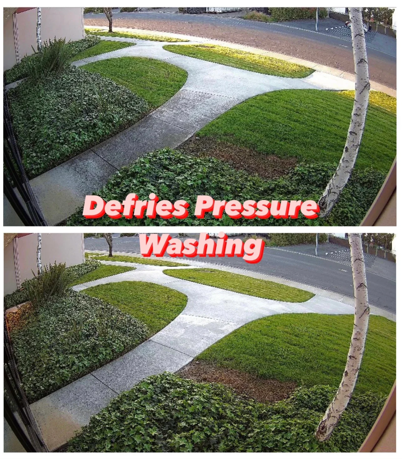 Before and after pressure washing of a curved concrete walkway beside a lawn, ivy beds, and a white birch tree